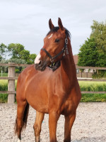 Vente de cheval : Sunshine de Goldy