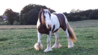 Vente de cheval : E'Surprise