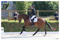Vente de cheval : Suspense de St Jean