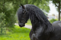 Vente de cheval : Theade E.