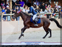 Vente de cheval : Kyra de Brandegem (BEL)