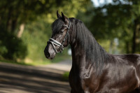Vente de cheval : Stal de Mersken