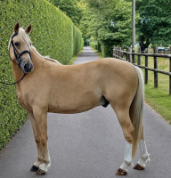 Vente de poney