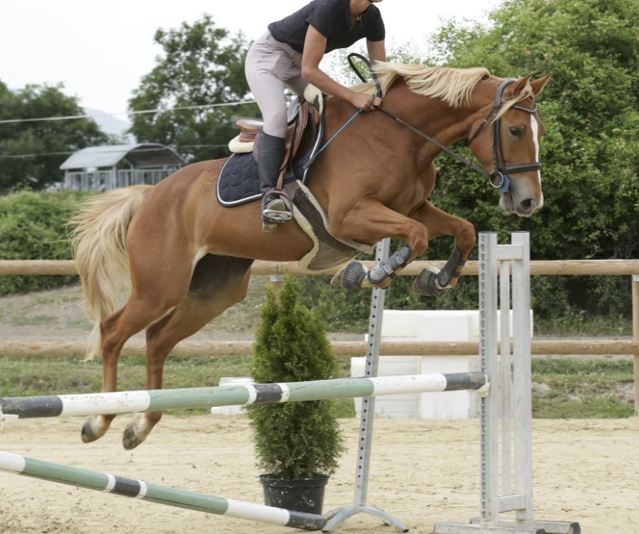 Vente de cheval : Kadence