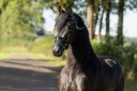 Vente de cheval : Stal de Mersken
