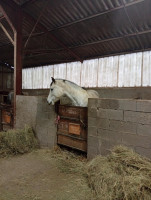 Vente de cheval : Kaki