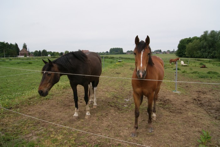 YouYou et j: Chevaux de la patronne :-)