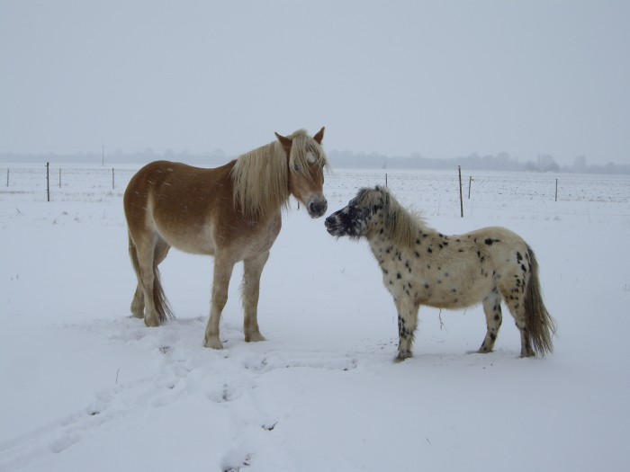 Oui oui je sais ils sont trs propres ... Mais bon, l'hiver et le blanc =S