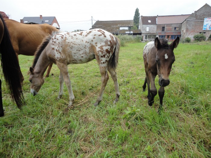 Shorty a gauche;Surprise a droite 