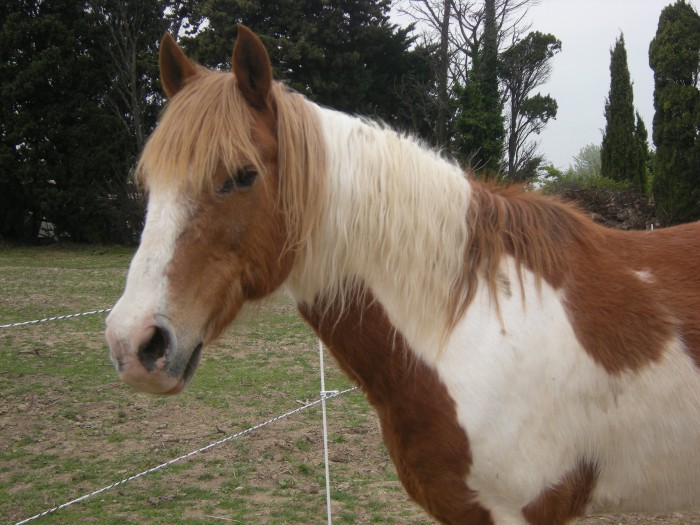 Cheyenne et son gros poils d'hiver