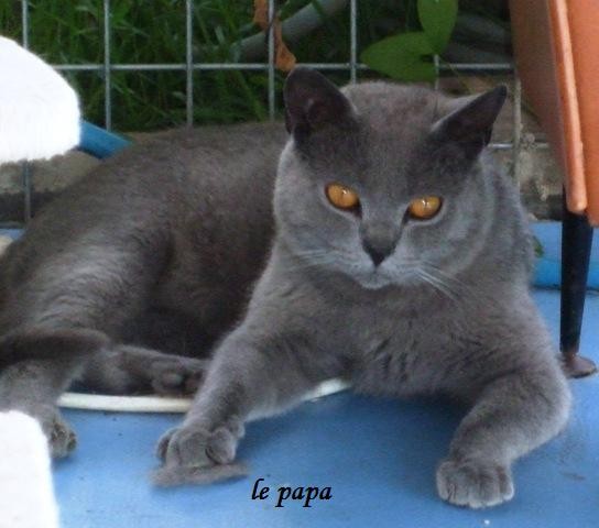 Qui Aime Les Chartreux Et