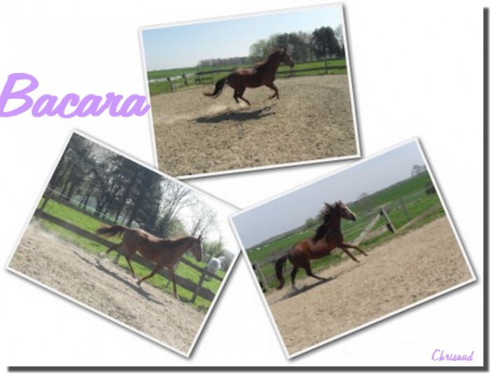 ma louloute de 4 ans : Bacara