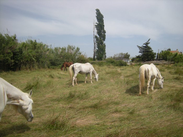 Tous a l'herbe