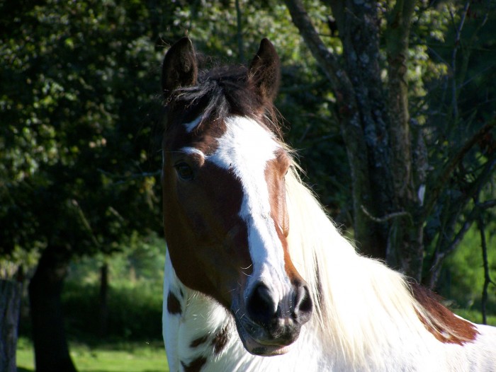 Indy mon cheval ador