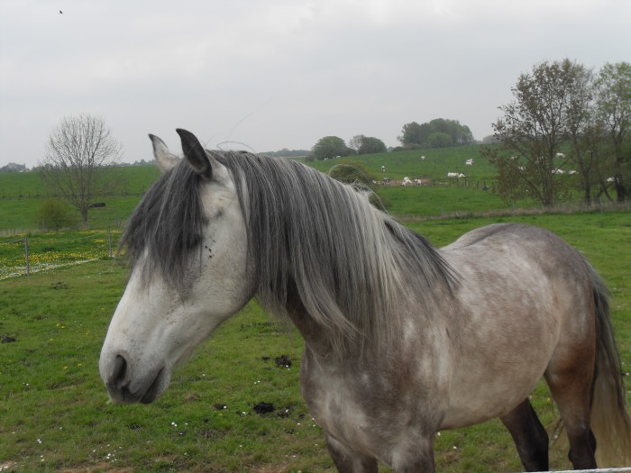ibanez cheval de proprio espagnole 7 ans