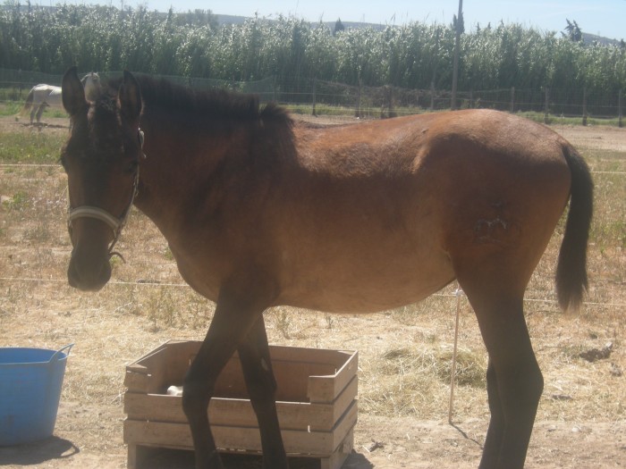 Arinero