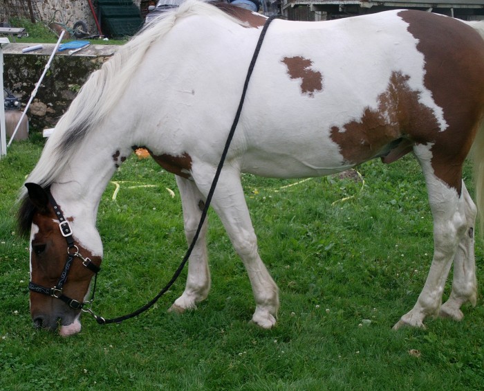 indy qui broute