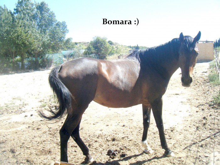 Bomara :)