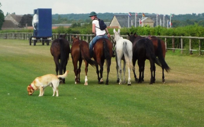 polo de chantilly