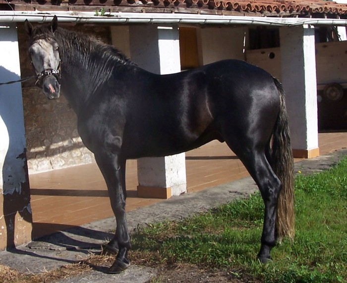 Kaiser XLIX. Un extraordinaire cheval P.R.E trs, trs gentil et le pre des poulains du 2.010.