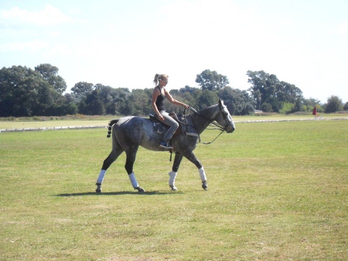 Cheval de polo, chez un ami, la d�tente entre 2 p�riodes