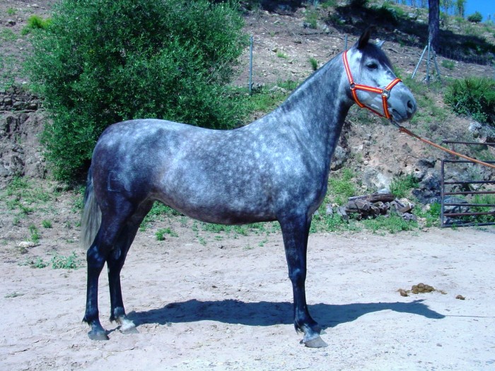 Alabardera - Jument PRE