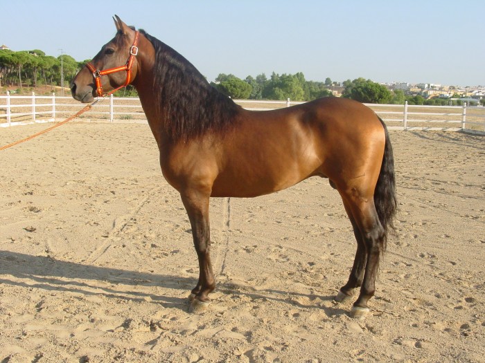 Urbano(P.R.E) dress� attelage