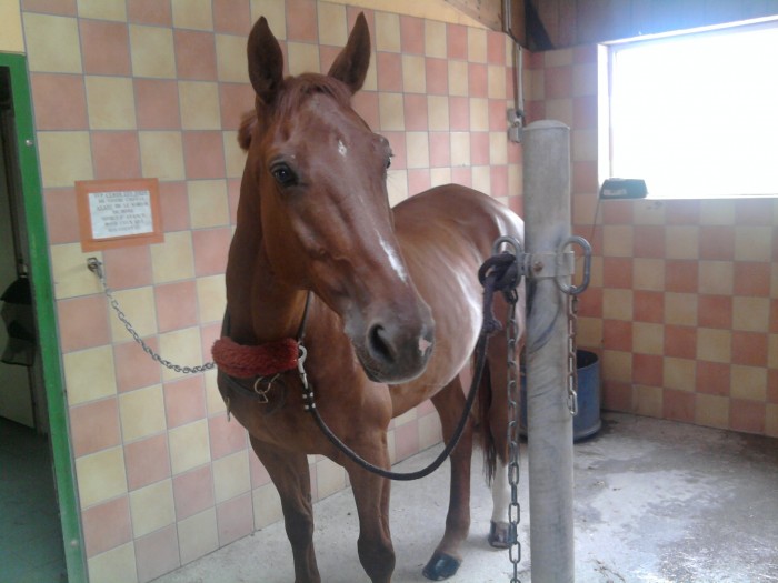 mon loulou qui m'a quitte trop tot a l'age de 8 ans le 31/08/2010