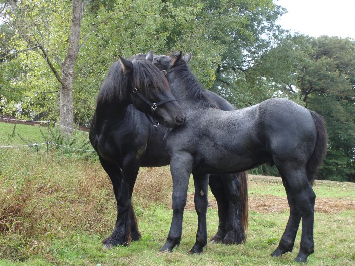 atila bb percheron de 5mois sauv de l'abattoir,le protg d'ulysse