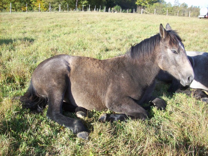 Atlas en pleine sieste le 26/10/2010