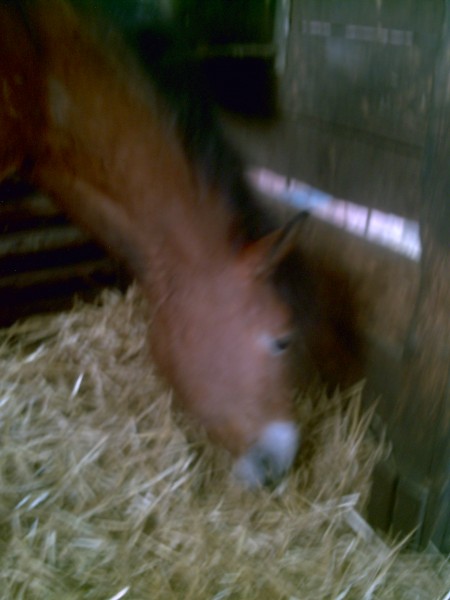 Charlie est une ponette de club a la SHC comme Leopard.