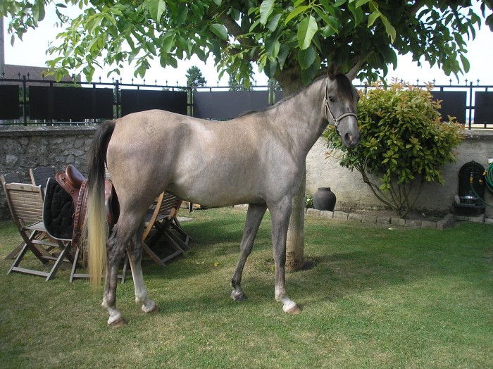 SAIA DE KEARDAN  4 ans (PSA)
