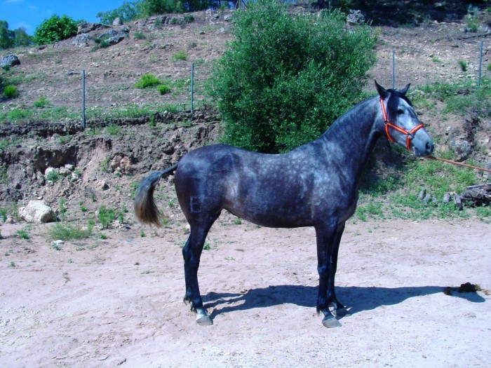 Volandera- Jument PRE