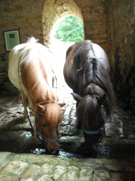 Tenessy et Cabriole (poneys)
