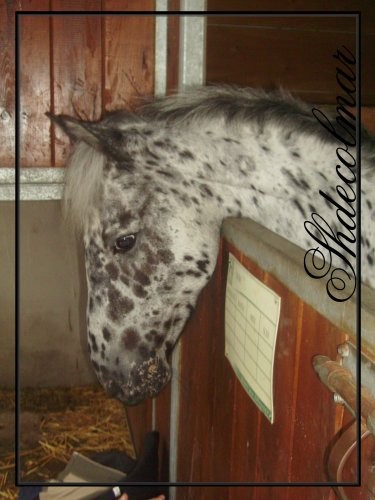 C'est le plus beau de tous!! Leopard est un poney de club! 