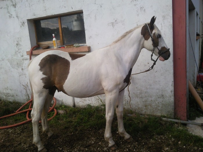 mon poulain