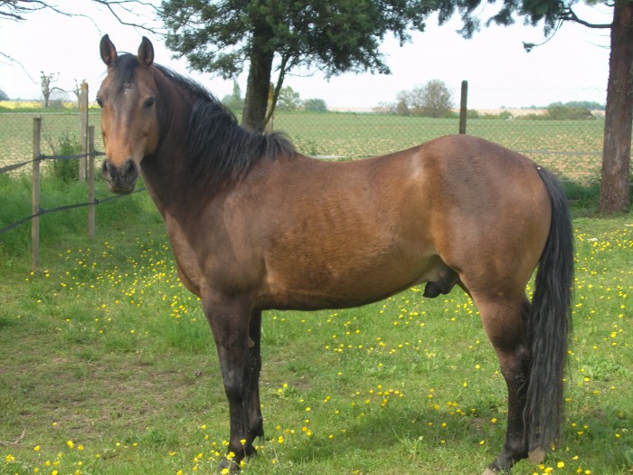 cheval au travail