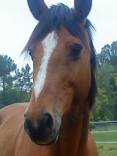 KEOPS, 12 ans, ancien cheval de CSO cass.