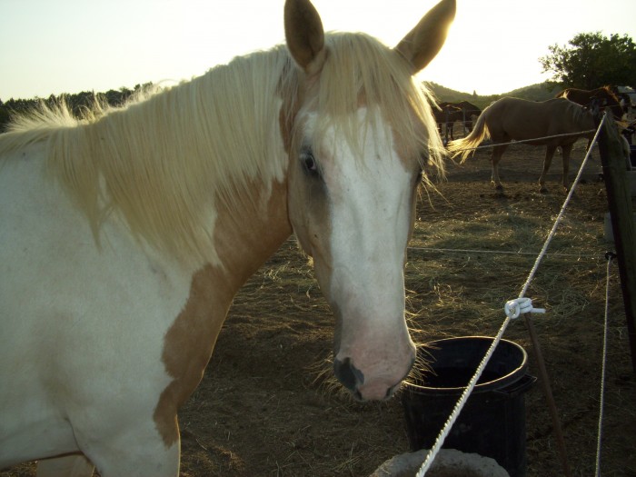 Rusty ! Le Foufou !