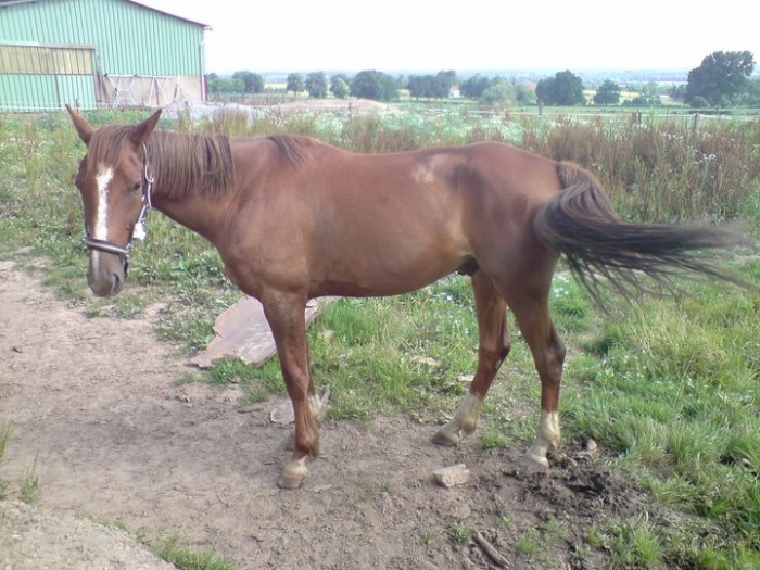 Voila comment lancienne proprio de mon cheval la acheter 