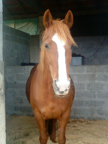 IRIS, 13 ans, seule jument du quatuor.