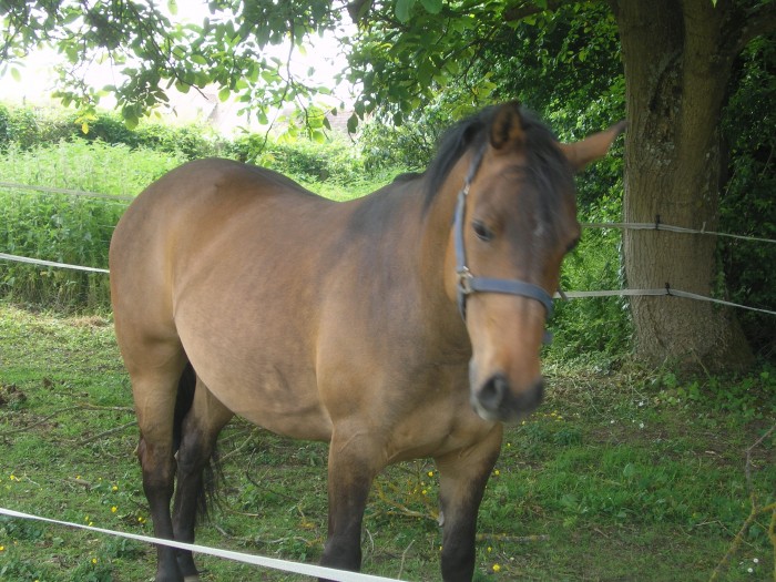 cheval qui ne travaille plus trop