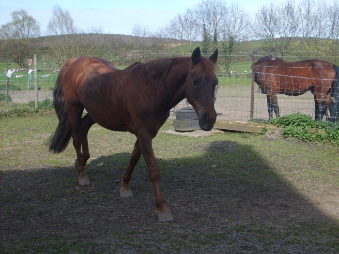 GOLIATH Crois Quarter n le 31 mai 1994