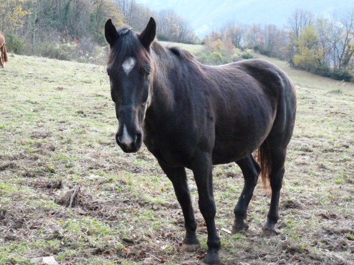 Polo hongre OI de 14 ans.