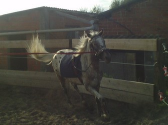 sultan � la longe � 3 ans