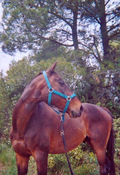 mon ami green