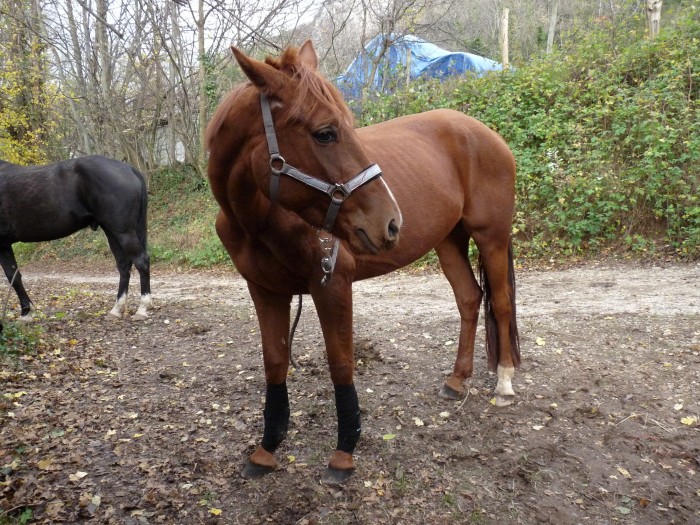 Regiga femelle Trotteur Franais pp  5 ans.