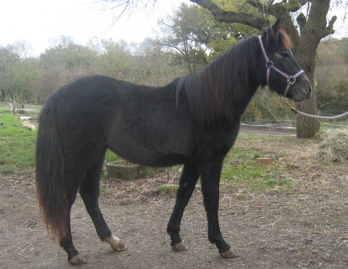 V�rone nov 2010 gros nounours!