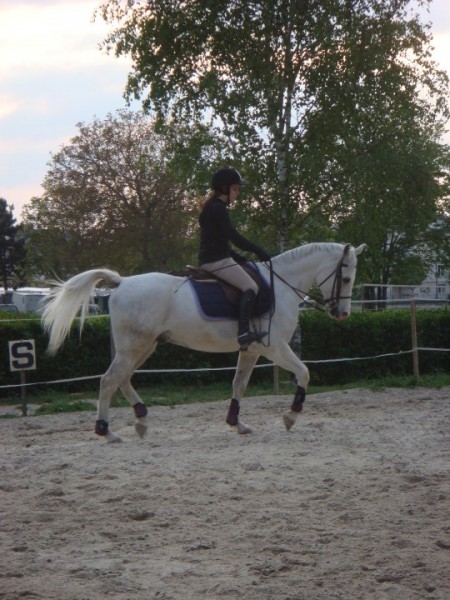 dressage