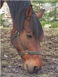 GULFY Trotteur belge n le 01 mai 1989